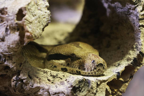 Animal at the zoo