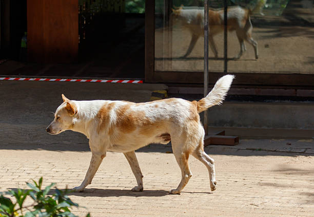 Indian Street Dogs Roaming on a Sunny Day