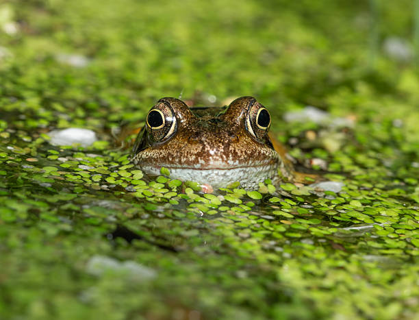 Frog in a pond laying on duck weed