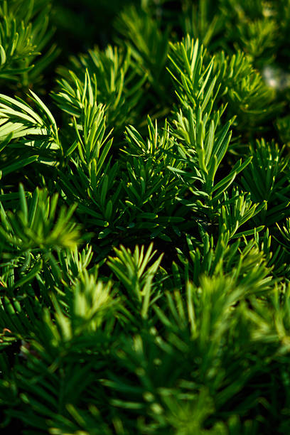 Close-up of green pine needles illuminated by sunlight, showing texture and vibrant natural detail