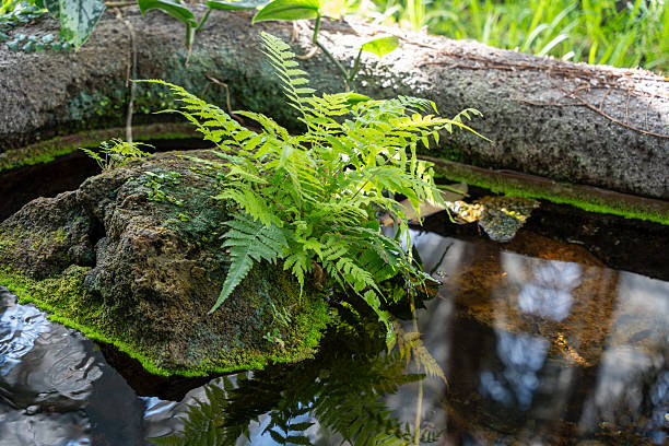 istock A small plant is growing on a rock in a pond 2212603818