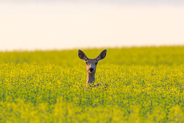 istock A deers head peaking up through the tall canola field 2212605403
