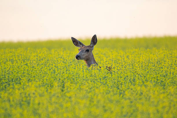 istock A deers head peaking up through the tall canola field 2212605405