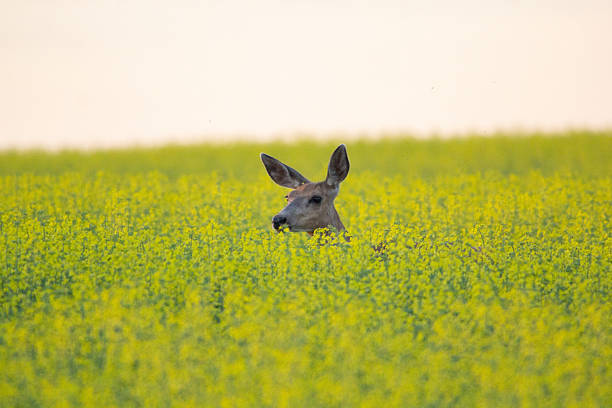 istock A deers head peaking up through the tall canola field 2212605406