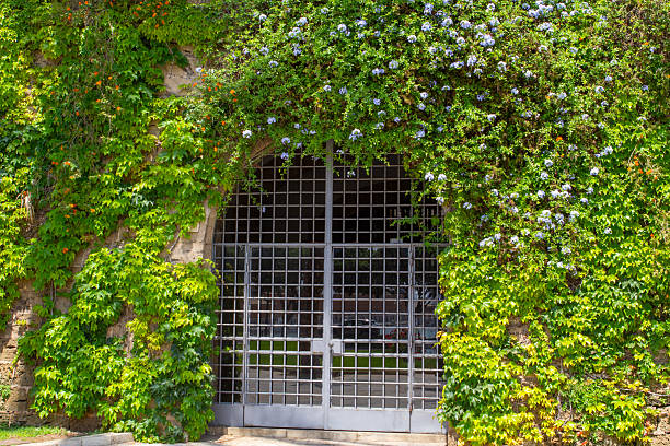 Lush green climbing vine with flowers on a old stone wall frames an arched entryway along a street in Spain