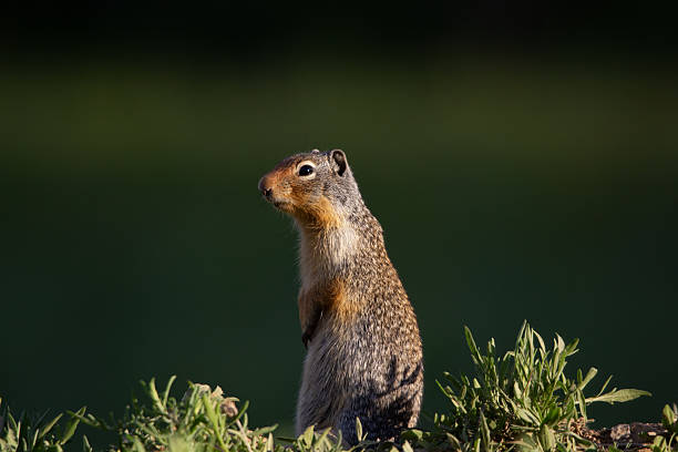 A Gopher, also known as a ground squirrel appears from his burrow in springtime to enjoy the sunshine
