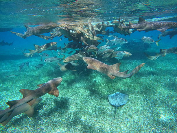 istock Shark Ray Alley 2212606555