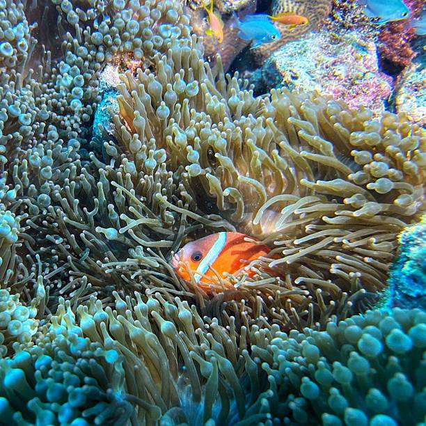 istock Clown Fish in Anemone 2212606890