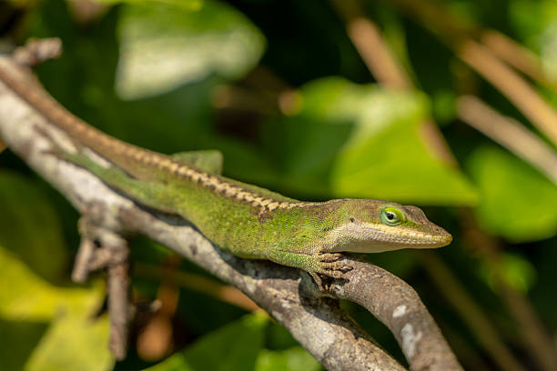 istock Anole Lizard Crawls Along Branch of Tree 2212607302