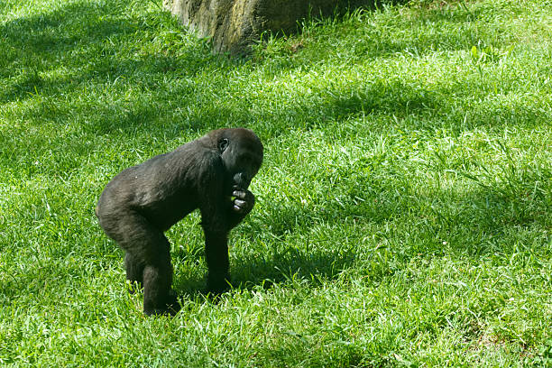 Affe beim Essen