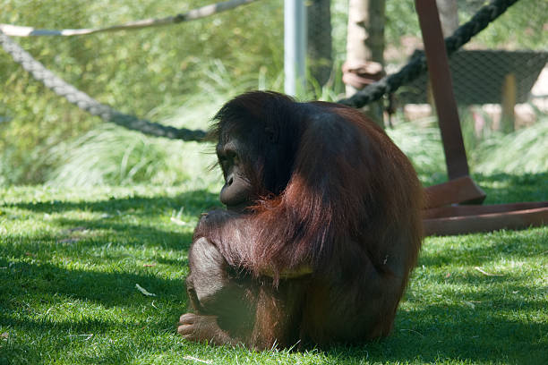 An orangutan sits calmly on lush green grass, reflecting the peacefulness of its surroundings in a zoo setting during the daytime. The animal appears comfortable and relaxed.