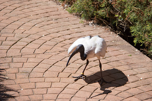 istock Ibis walks along a brick path near lush greenery under bright sunlight in a serene outdoor environment 2212607486