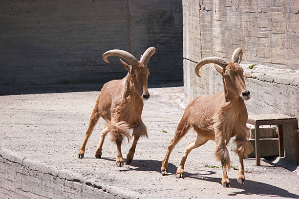Two goats with curved horns dash playfully on a concrete path inside an animal enclosure, illuminated by bright sunlight during the afternoon hours.
