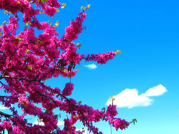 Beautiful Sakura Japanese Cherry blossom.Cherry Blossom of Sakura is the flower of trees. Prunus ( Cerasus).