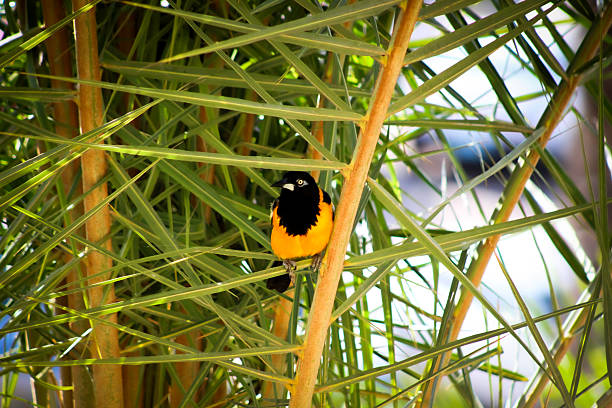 an orange Venezuelan troupial bird with a palm tree background