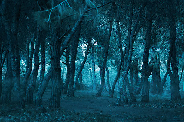 mysterious dark and foggy forest at night. High quality photo