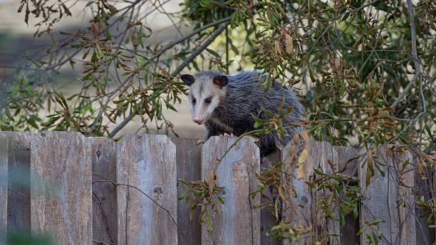 istock An opossum sheltered by a tree during the day. 2212612041