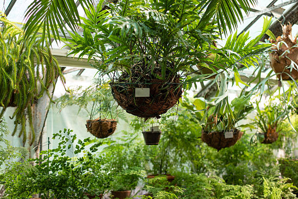 istock Green palm tree leaves in botanical garden 2212612105
