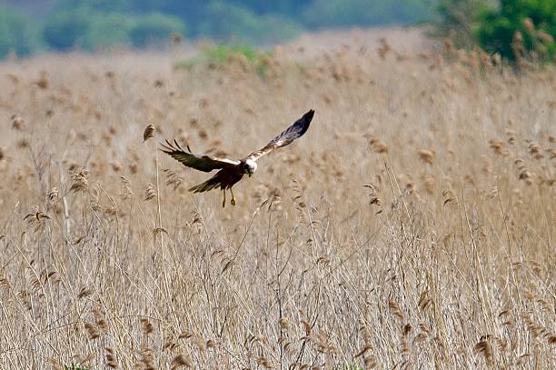 istock Marsh Harrier bird of prey in flight over grass reed beds 2212612960