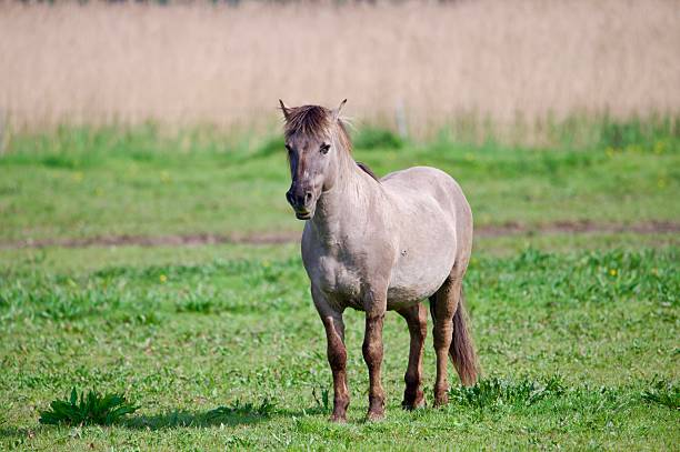 Beautiful pony in the forest surrounded by green leaves and beautiful light, grey-brown Konik horse framed from the side with green leaves, Konik horse in the wild, Equus ferus caballus