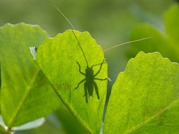 green grasshopper clinging to a wooden wall