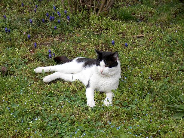 the cat is lying on the grass in the flowers