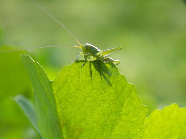 small green grasshopper on a leaf of grass