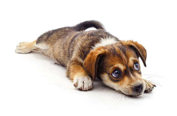 istock A dog that lies down. 2212613967