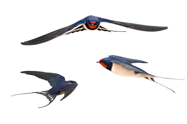 istock barn swallow in flight phases isolated on white background 2212615983