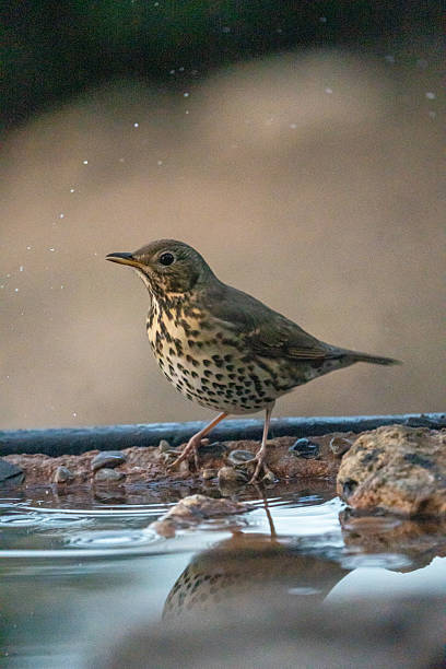 istock Song Thrush (Turdus philomelos) photographed in Spain 2212617338