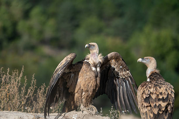 istock Griffon vulture (Gyps fulvus) photographed in Spain 2212617419