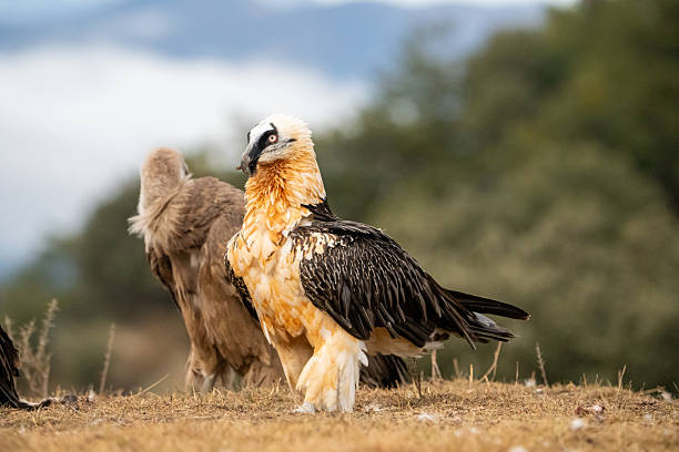 istock Bearded Vulture (Gypaetus barbatus) photographed in Spain 2212617585