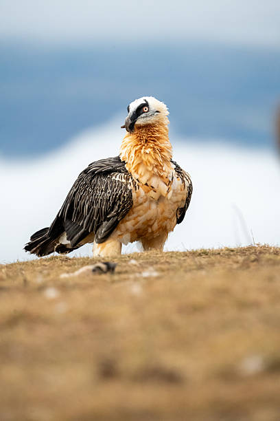 istock Bearded Vulture (Gypaetus barbatus) photographed in Spain 2212617611