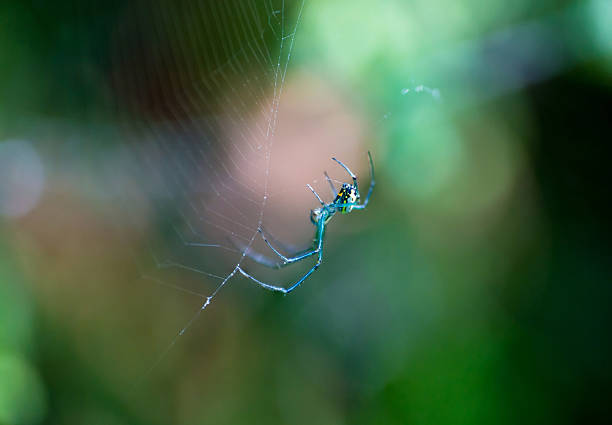 A colorful Venusta Orchard Orbweaver Spider (Leucauge venusta) sitting in its web