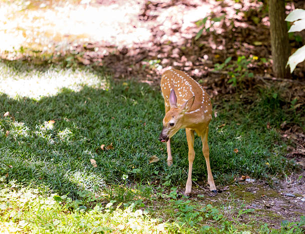 A young whitetail deer with spots walking in grass by a wooded area. She has her tongue stuck out. Room for text.