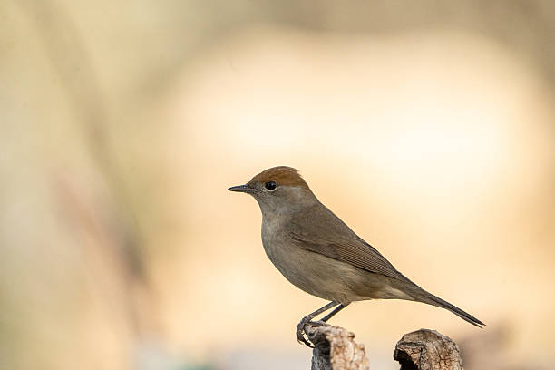 istock Blackcap (Sylvia atricapilla) photographed in Spain 2212618071