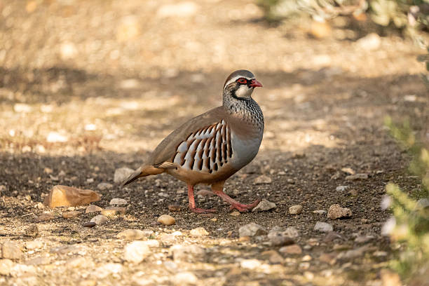 istock Red-legged partridge (Alectoris rufa) photographed in Spain 2212618132