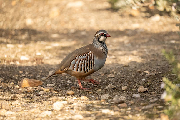 istock Red-legged partridge (Alectoris rufa) photographed in Spain 2212618143
