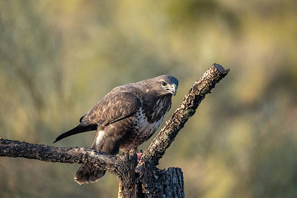 istock Common Buzzard (Buteo buteo) photographed in Spain 2212618187