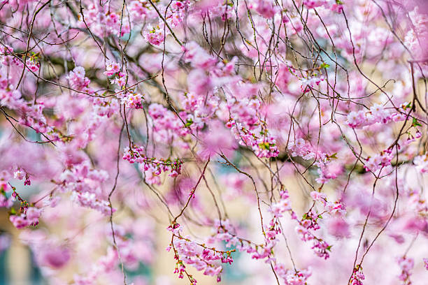 istock Dense branches of cherry blossom flowers in springtime park.. 2212619358