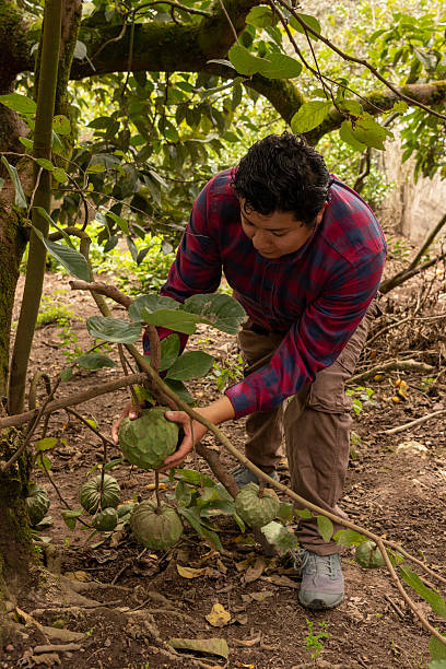 istock Latin american farmer examining, picking ripe cherimoya from verdant orchard tree, highlighting traditional agricultural harvest method for exotic fruit 2212619521