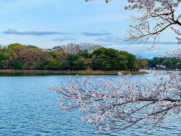 istock Cherry blossoms 2025 in japan 2212623137