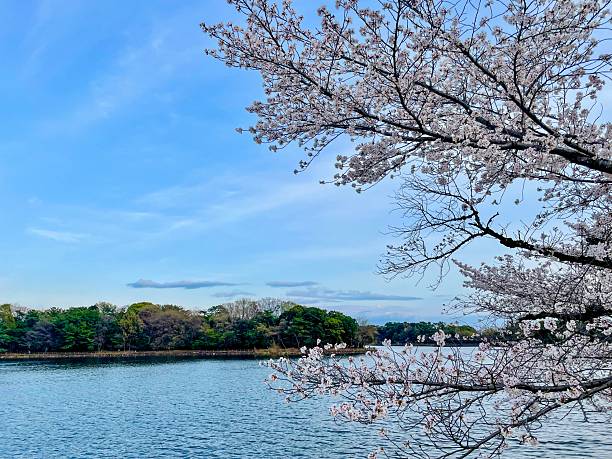 istock Cherry blossoms 2025 in japan 2212623157