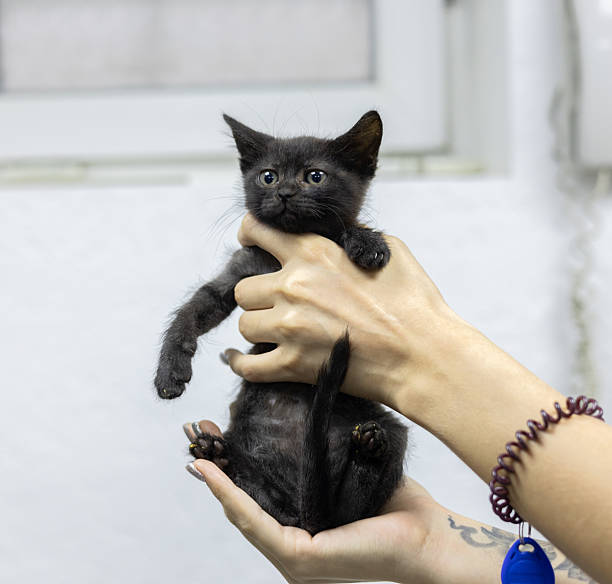 istock A veterinarian gently holds a small black kitten during a thorough examination at a veterinary clinic. The doctor provides optimal care and promotes the health and well-being of the baby kitten. 2212624394