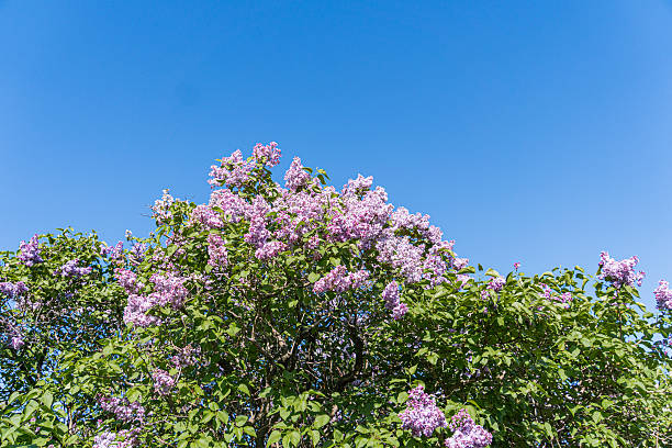 Close-up of a lilac tree in bloom, dense blossoms creating a rich canopy against a clear blue sky.