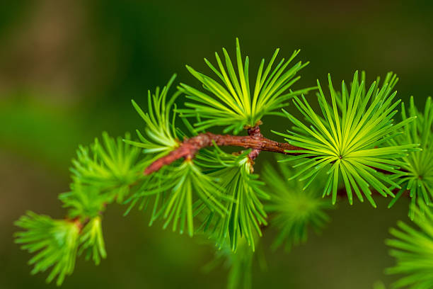 A macro photo of young needles of a larch, native to the mountains of central Europe