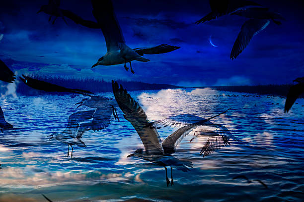 This surreal photomontage captures a dreamlike moment at blue hour—when day surrenders to night. Silhouetted seagulls glide over still, reflective waters beneath a luminous crescent moon. The layered imagery evokes a sense of freedom, serenity, and mystery, blurring the line between sky and water, real and imagined. A visual meditation on movement, solitude, and the quiet beauty of twilight.