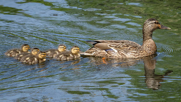 Mallards on a frozen lake.