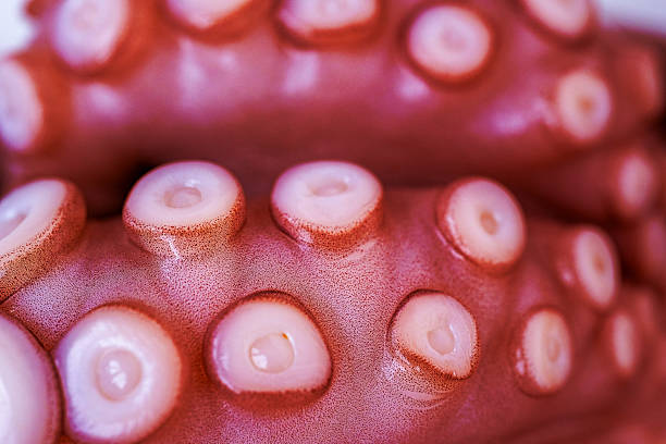 istock Marine cephalopod, Octopus tentacle macro, slimy surface, raw seafood, close-up texture, marine delicacy, exotic ingredient, suction cups 2212631667