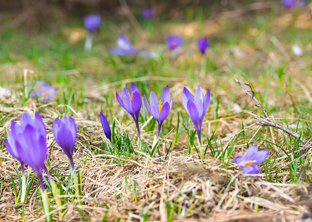 Beautiful crocus flowers, springtime natural outdoor background